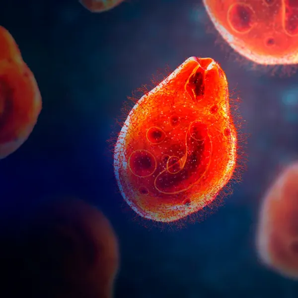 Ilustração de Parasitologia: parasita visto ao microscópio